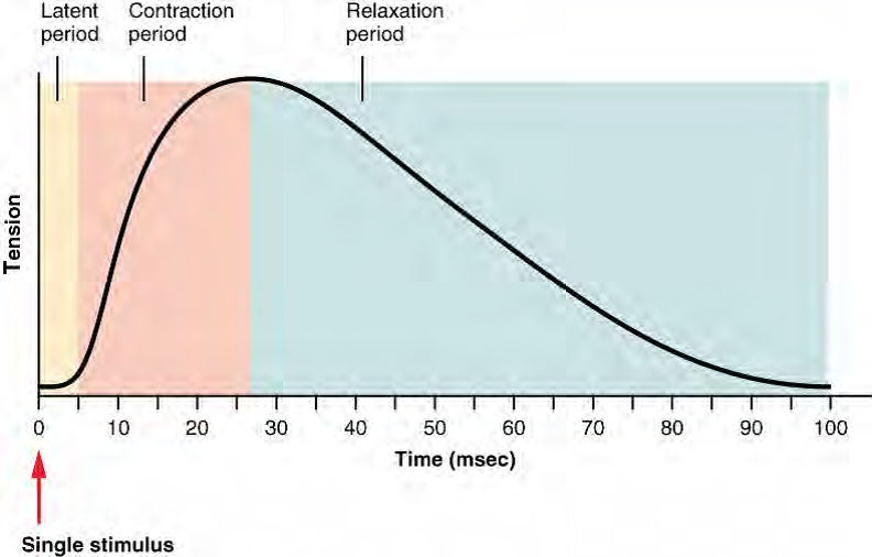 Myogram phases